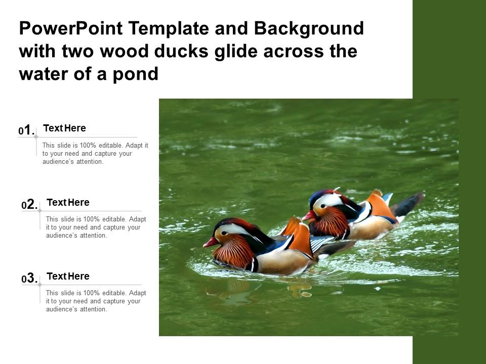 Template and background with two wood ducks glide across the water of a pond Slide01