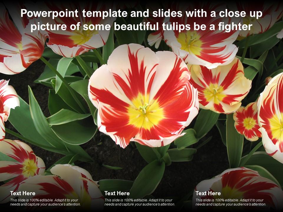Template and slides with a close up picture of some beautiful tulips be a fighter Slide01