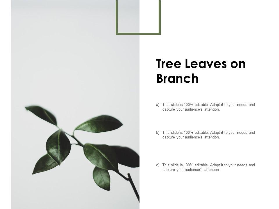Tree leaves on branch
