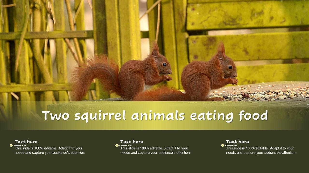 Two Squirrel Animals Eating Food