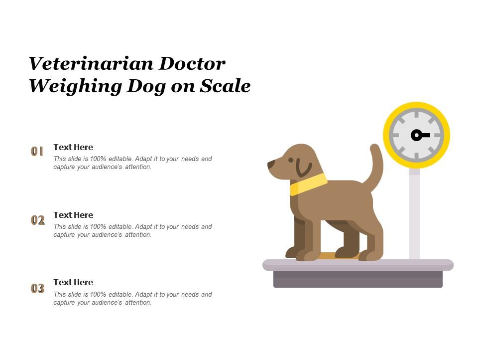 Veterinarian doctor weighing dog on scale Slide01