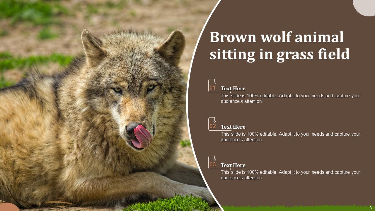 Wolf Images Animal PowerPoint PPT Template Bundles