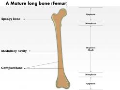 0514 a mature long bone medical images for powerpoint