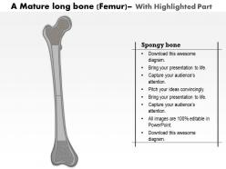0514 a mature long bone medical images for powerpoint