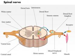 0514 a typical spinal nerve with a cross section of the spinal cord medical images for powerpoint