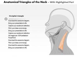 0514 anatomical triangles of neck medical images for powerpoint