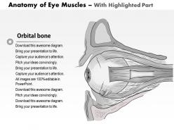 0514 anatomy of eye muscles medical images for powerpoint