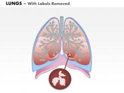 0514 anatomy of human lungs medical images for powerpoint
