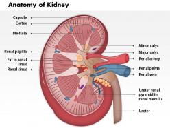 19702082 style medical 1 urinary 1 piece powerpoint presentation diagram infographic slide