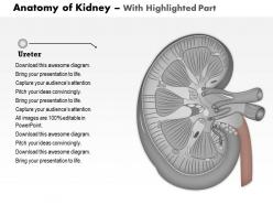 0514 Anatomy Of Kidney Medical Images For PowerPoint 1