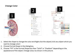 0514 anatomy of kidney medical images for powerpoint