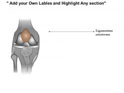 0514 anatomy of seif knee medical images for powerpoint