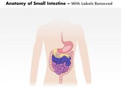 0514 anatomy of small intestine medical images for powerpoint