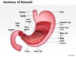 0514 anatomy of stomach medical images for powerpoint