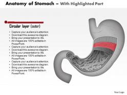 0514 anatomy of stomach medical images for powerpoint