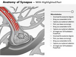 0514 anatomy of synapse nervous system medical images for powerpoint