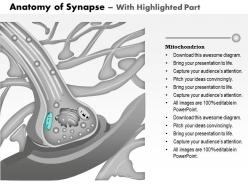 0514 anatomy of synapse nervous system medical images for powerpoint