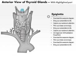 0514 anatomy of thyroid glands anterior view