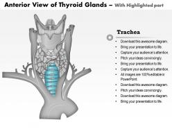 0514 anatomy of thyroid glands anterior view