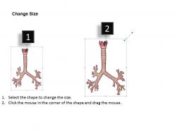 0514 anatomy of trachea medical images for powerpoint