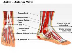 0514 ankle interior view medical images for powerpoint