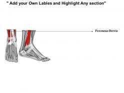 0514 ankle interior view medical images for powerpoint