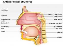 0514 anterior nasal structures powerpoint