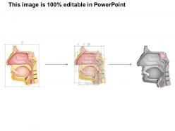 0514 anterior nasal structures powerpoint