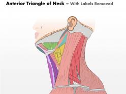 0514 anterior triangle of neck medical images for powerpoint