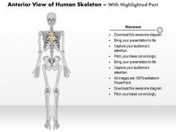 0514 anterior view of the human skeleton medical images for powerpoint