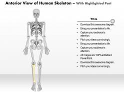0514 anterior view of the human skeleton medical images for powerpoint
