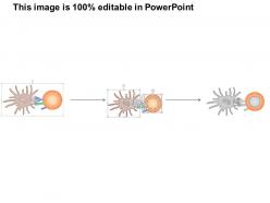 0514 antigen presenting cell apc medical images for powerpoint