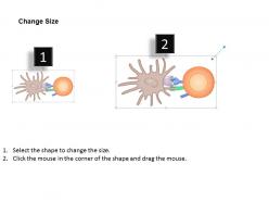 0514 antigen presenting cell apc medical images for powerpoint