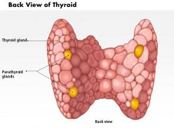 0514 back view of thyroid medical images for powerpoint