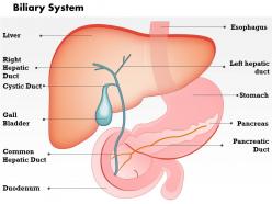 0514 biliary system medical images for powerpoint 2