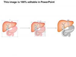 35048066 style medical 1 digestive 1 piece powerpoint presentation diagram infographic slide