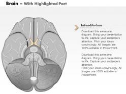 0514 brain inferior view medical images for powerpoint