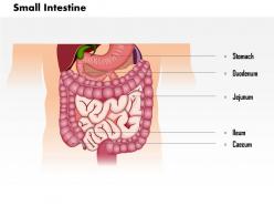 54748286 style medical 1 digestive 1 piece powerpoint presentation diagram infographic slide