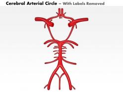 0514 cerebral arterial circle of willis medical images for powerpoint