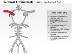 0514 cerebral arterial circle of willis medical images for powerpoint