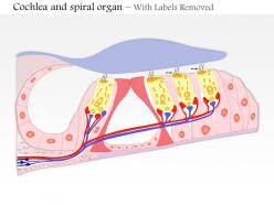 0514 cochlea and spiral organ medical images for powerpoint