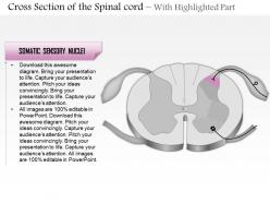 0514 cross section of the spinal cord medical images for powerpoint
