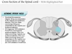 0514 cross section of the spinal cord medical images for powerpoint