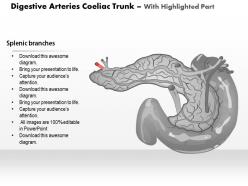 0514 digestive arteries celiac trunk medical images for powerpoint