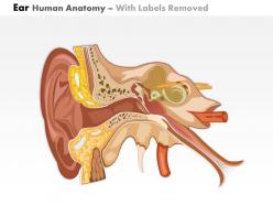0514 ear human anatomy medical images for powerpoint