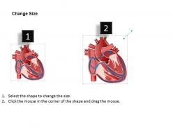 0514 electrical system of heart medical images for powerpoint