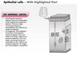 0514 epithelial cells medical images for powerpoint