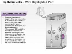 0514 epithelial cells medical images for powerpoint