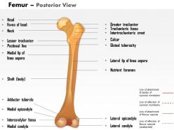 0514 femur posterior view medical images for powerpoint