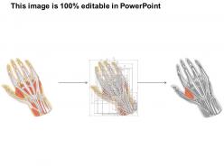0514 hand dorsal medical images for powerpoint